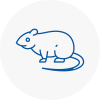Rat Control Bedworth