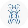Bedworth Wasp Nest Removal